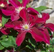  Clematis Elpis EviGsy154(PBR)